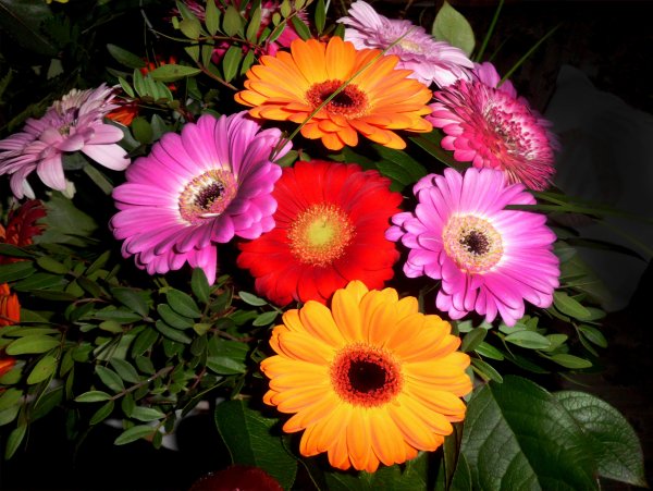 Гербера цветок