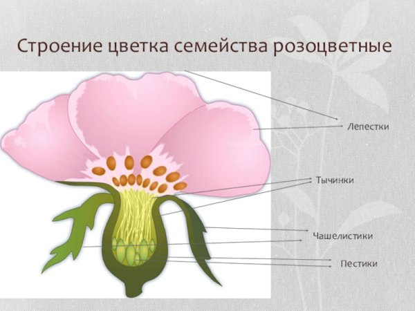 Розоцветные чашелистики