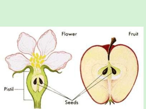 Цветок и плод в разрезе