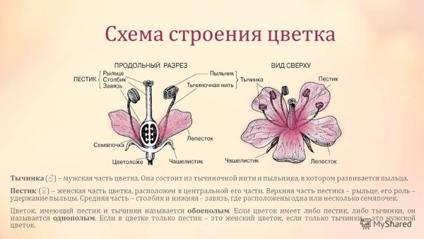 Схема пестика и тычинки строение