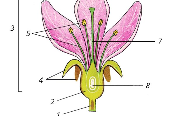 Строение растения тычинка пестик