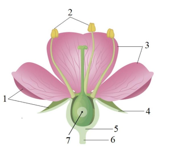 Чашелистики пестик тычинки венчик