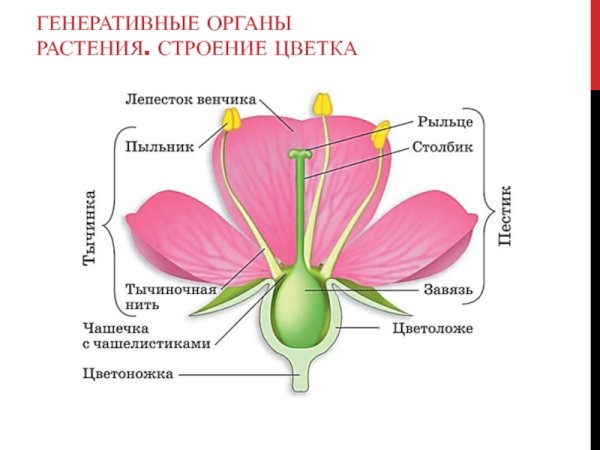 Строение покрытосеменных растений строение цветка