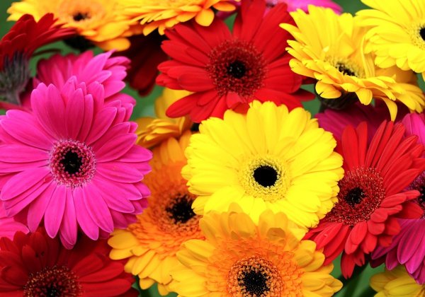 Герберы фото