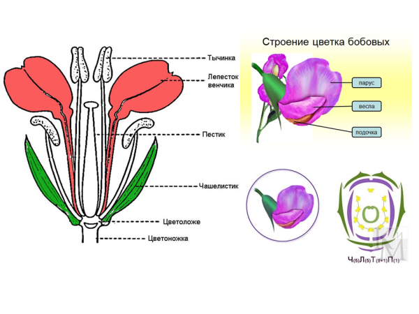 Семейство бобовые строение цветка