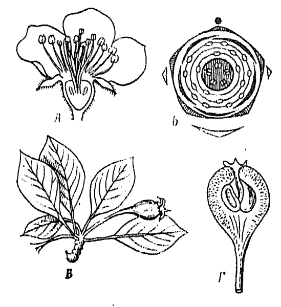 Плод подсемейства Спирейные