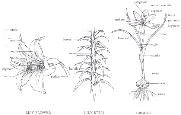Лилия строение стебля