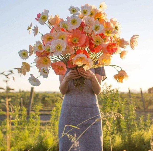 Июньские цветы большие