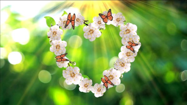 Цветы Макросъемка