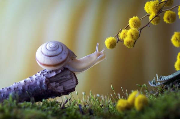 Цыплята в корзинке