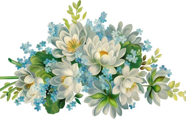 Незабудка на белом фоне