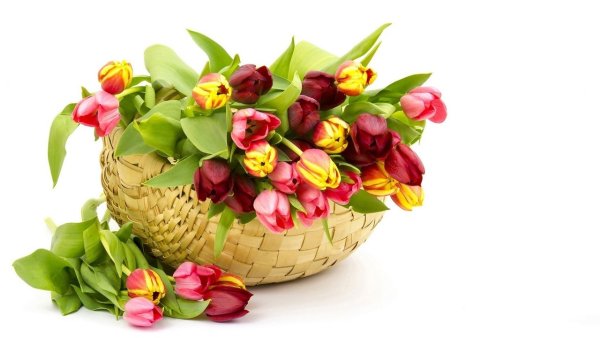 Тюльпаны открытка