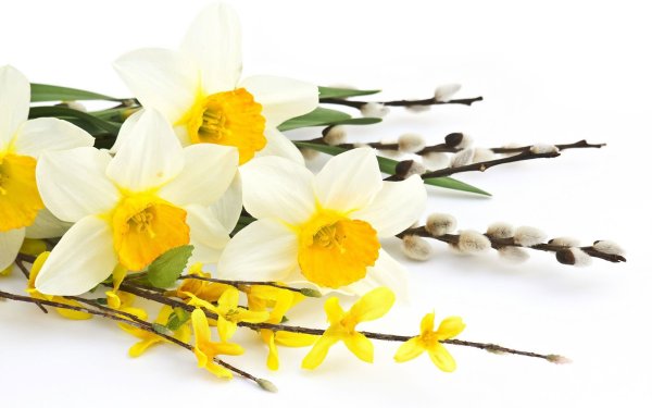 Ирисы Мимоза тюльпан