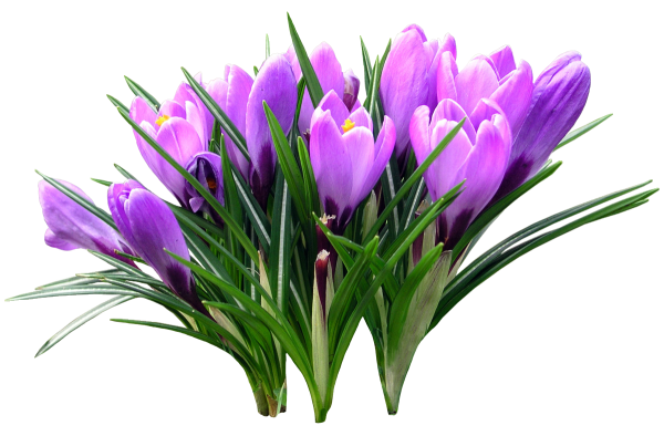 Фловерс Flowers цветы тюльпаны