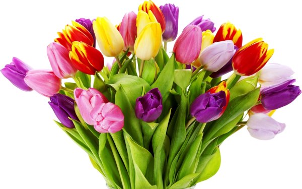 Векторные тюльпаны