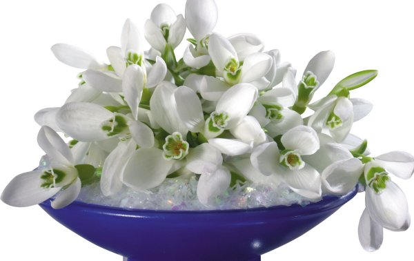 Букет подснежников