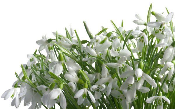 Ребенок с корзиной цветов