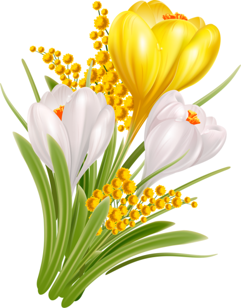 Тюльпан белый срезка