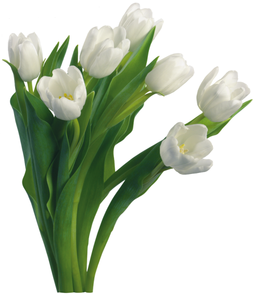 Букет тюльпанов