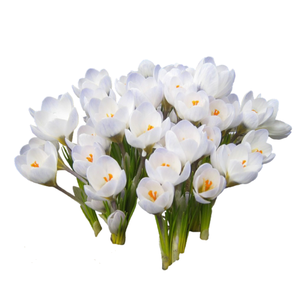 Нарцисс цветок