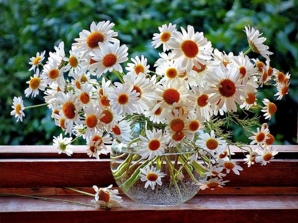 Букет ромашек открытка