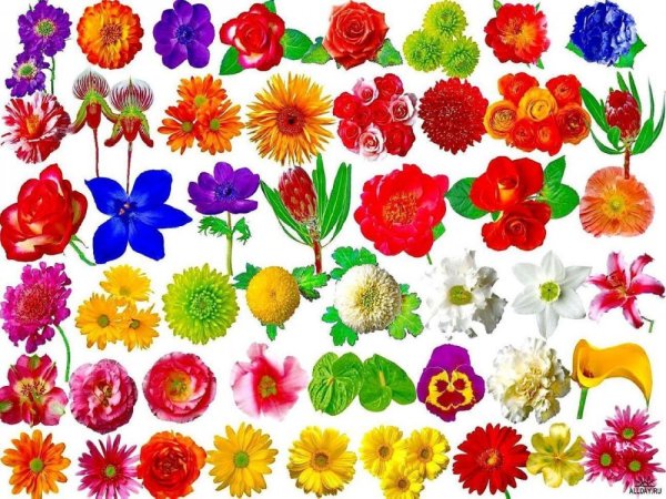 Цветочки на одном листе разные