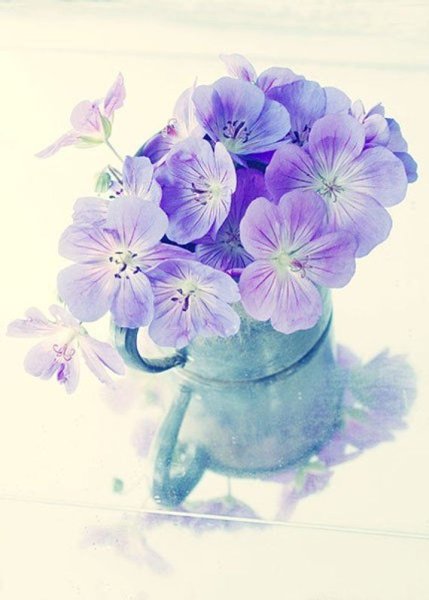 Нежные цветы рисунок