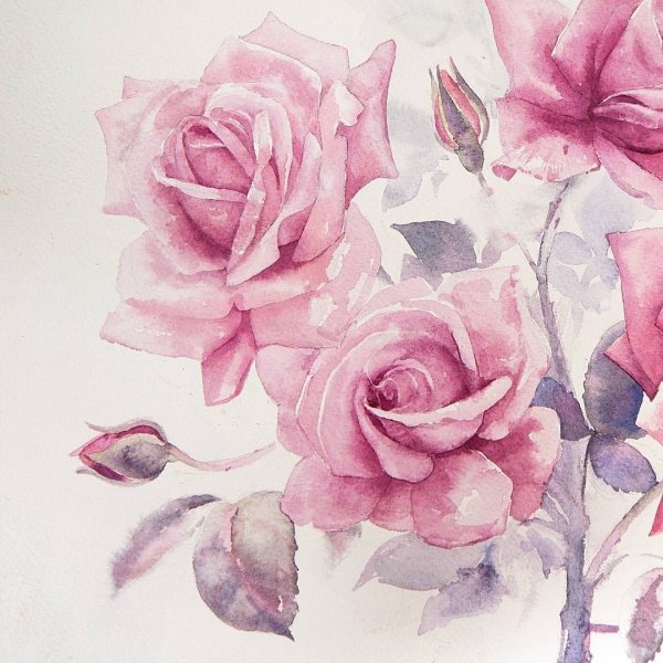 Роза акварель