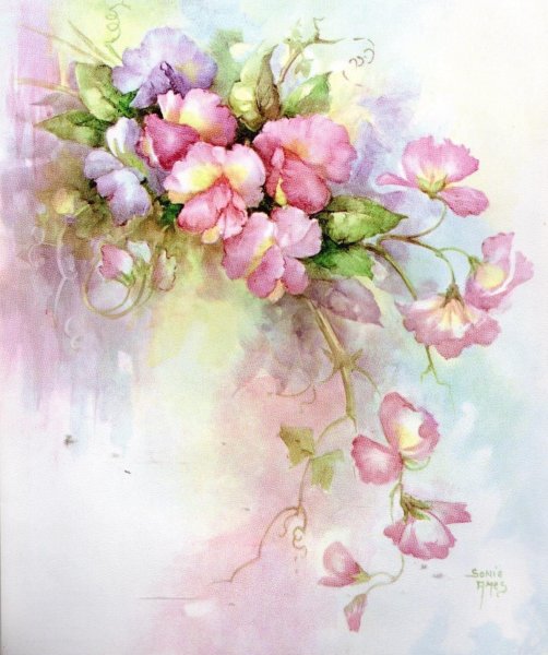 Цветы Sonie Ames