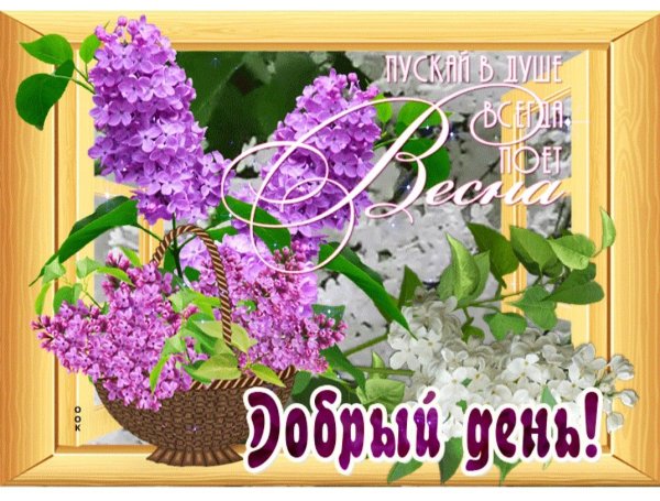 С добрым утром сирень