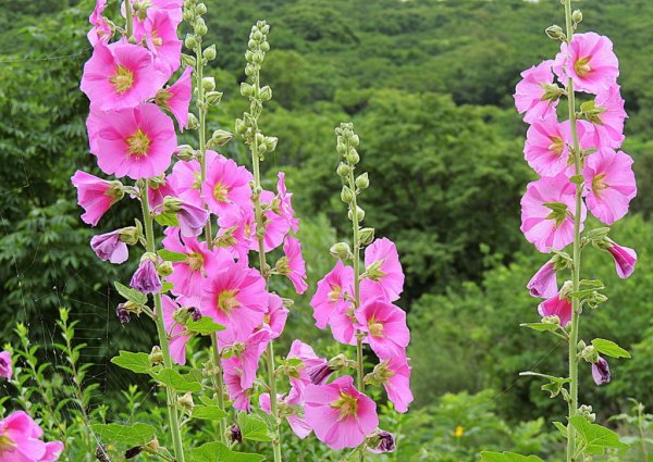 Цветы Мальва просвирник