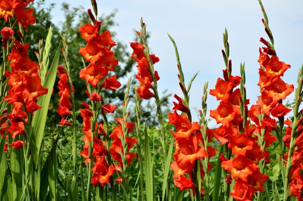 Гладиолус Дмитрий Солунский