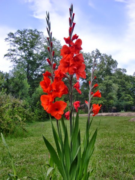 Гладиолус Бонифаций