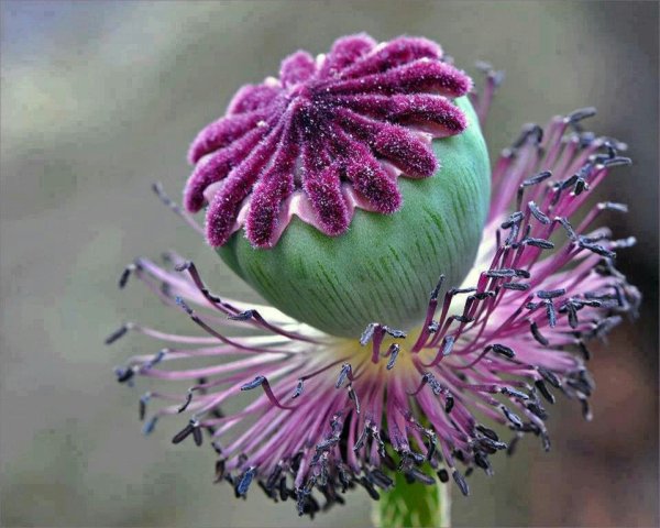 Необычные растения