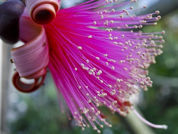 Экзотические цветы