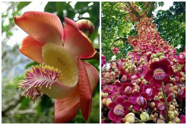 Couroupita guianensis