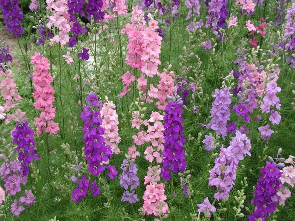 Delphinium ajacis дельфиниум Аякса