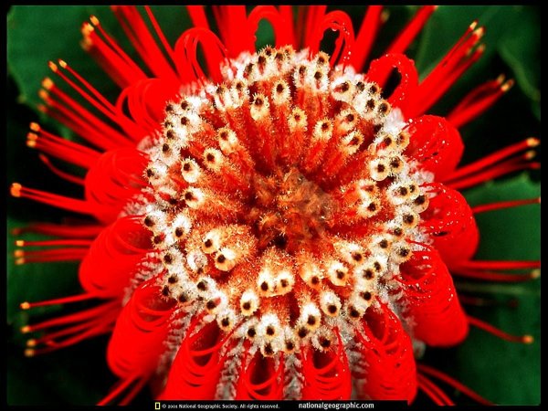 Самый редкий цветок на планете