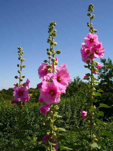 Шток-роза Alcea rosea