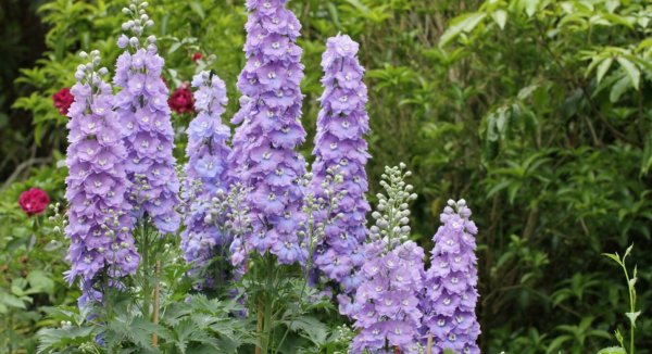 Шпорник дельфиниум