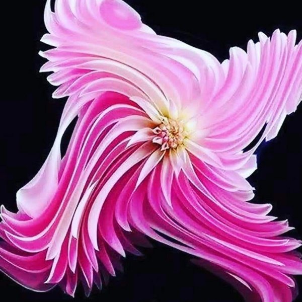 Необычные цветы