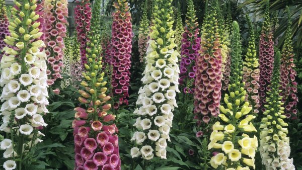 Наперстянка Эксельсиор смесь