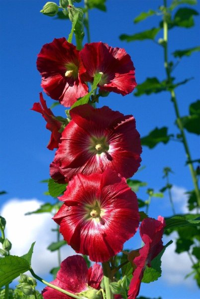 Мальва (шток-роза, просвирник)