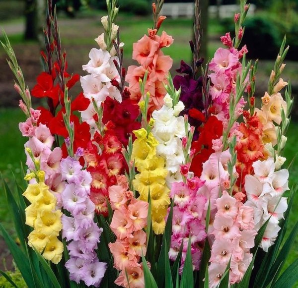 Гладиолус микс Рубин