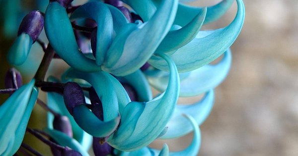 Стронгилодон Нефритовая Лиана