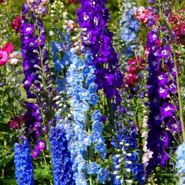 Дельфиниум многолетний