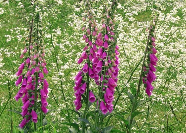 Наперстянка пурпуровая крупноцветковая