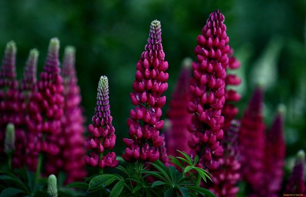 Люпин многолистный зе Гавернэ