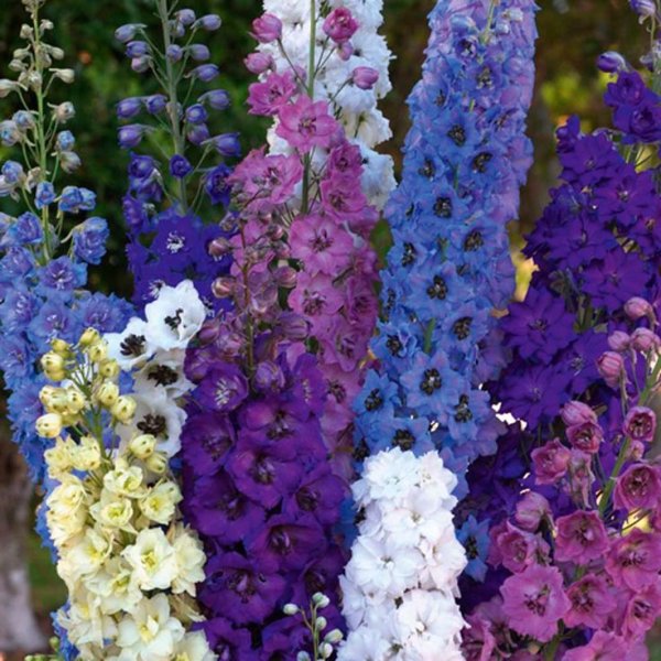 Дельфиниум гибридный