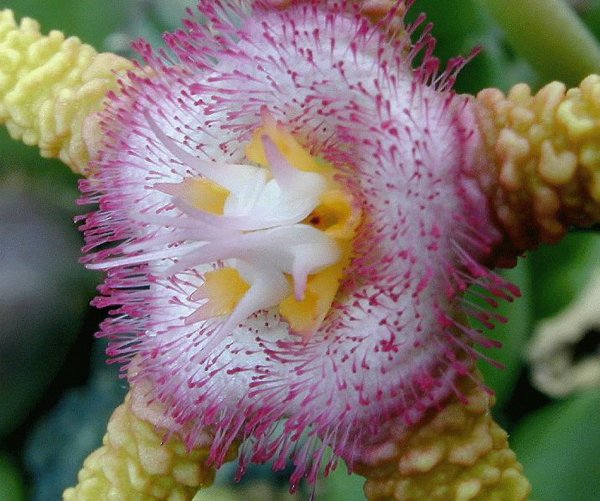 Stapelia flavopurpurea